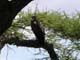 Martial Eagle Tarangire