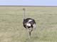 Ostrich Serengeti