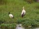 Sacred Ibis and Yellow-Billed Stork Ngorongoro