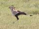 Secretary Bird Serengeti
