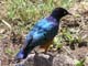 Superb Starling 1 Serengeti