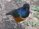 Superb Starling 2 Serengeti