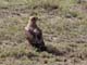 Tawny Eagle Serengeti