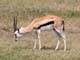 Thompsons Gazelle Serengeti