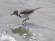 Three-Banded Plover Serengeti