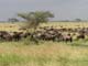 Wildebeest 1 Serengeti
