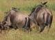 Wildebeest 2 Serengeti