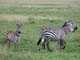 Zebra 2 Serengeti