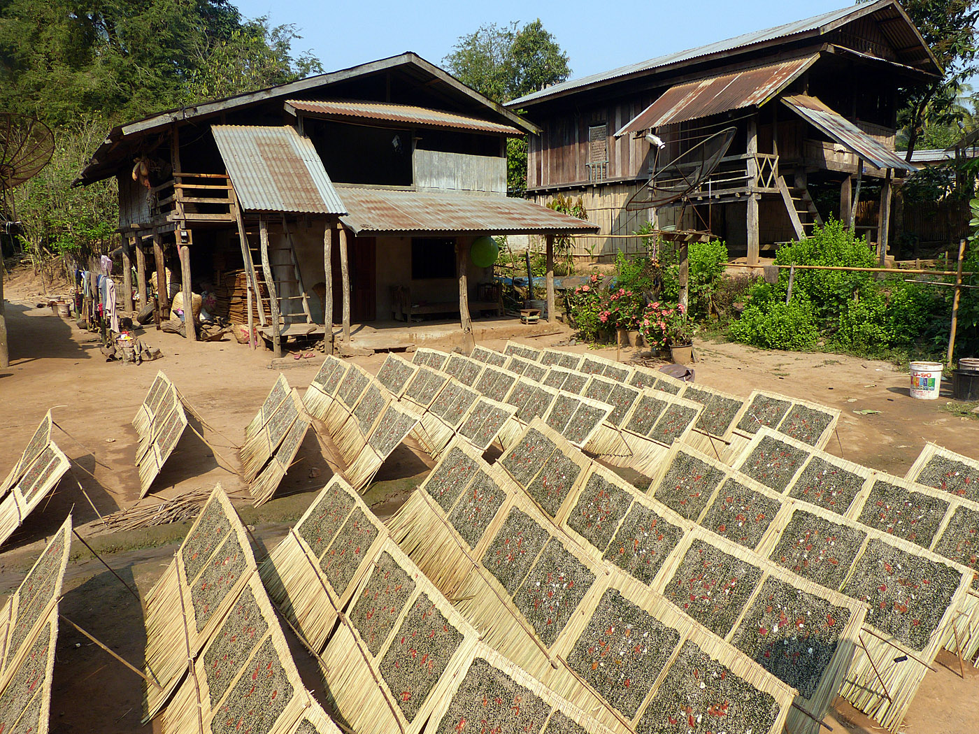 Riverweed drying, Mouangkham, Laos