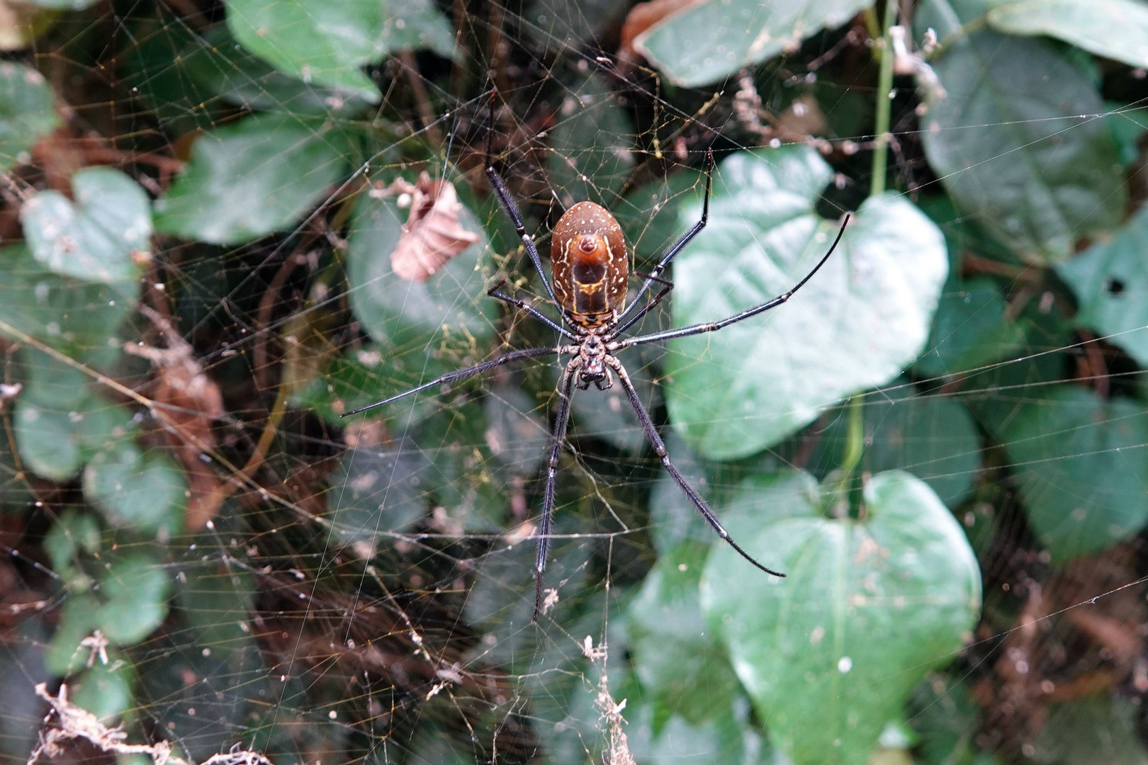 Spider, Entebbe Botanical Gardens