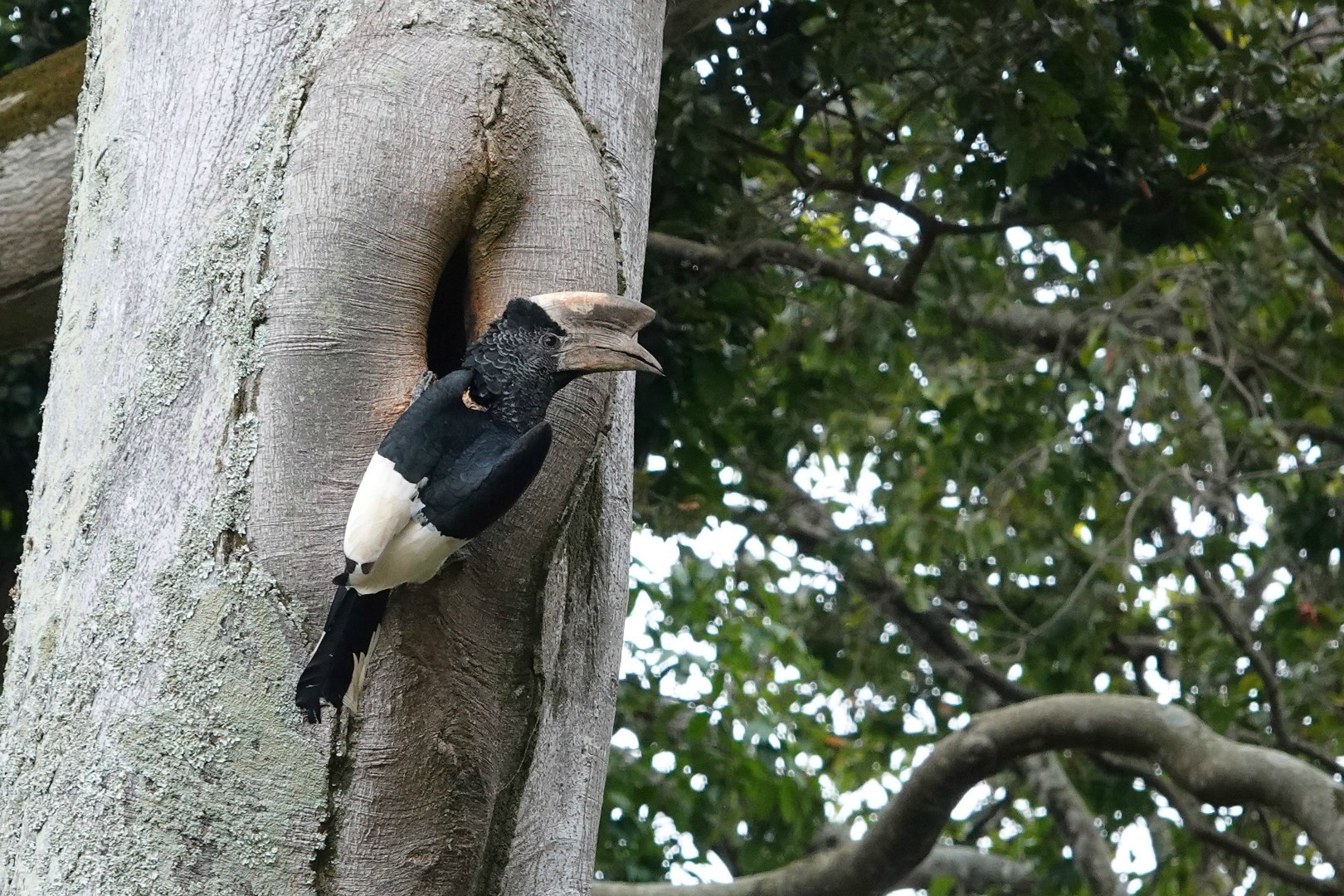 Black-and-white-casqued Hornbill, Entebbe Botanical Gardens