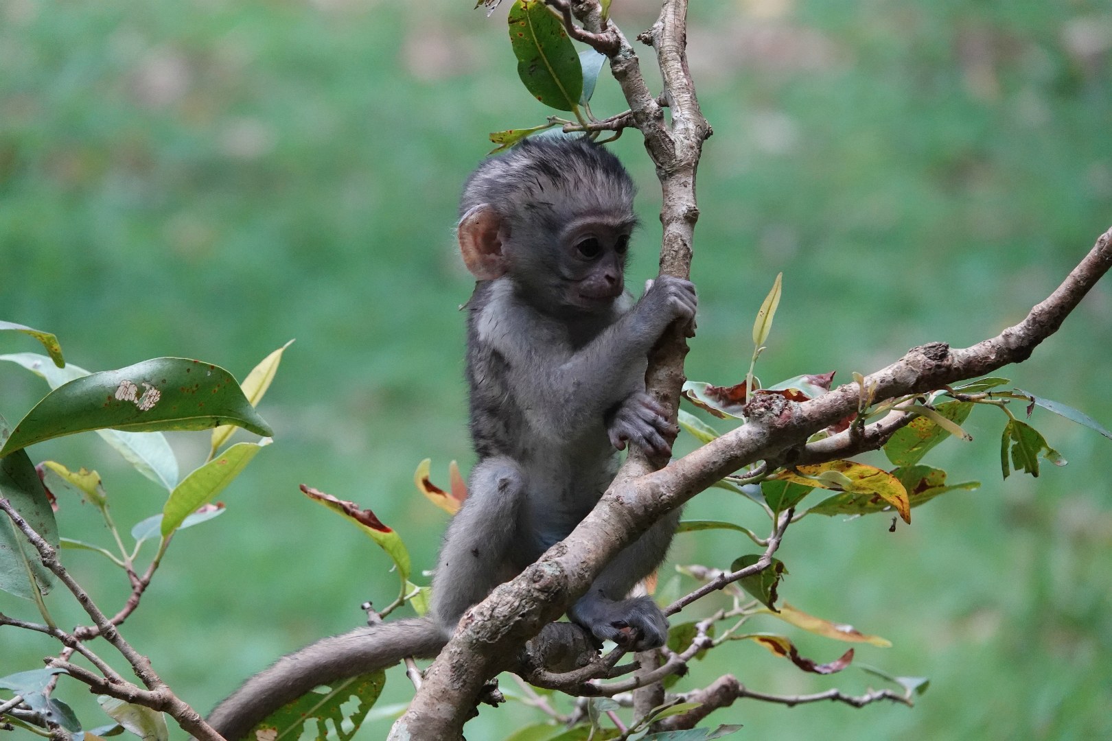 Young Vervet Monkey, Entebbe Botanical Gardens