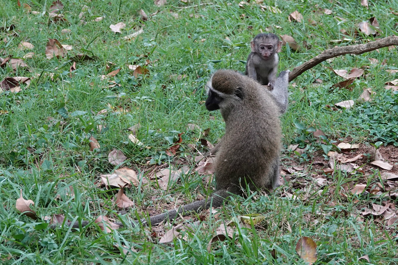 Vervet Monkeys, Entebbe Botanical Gardens