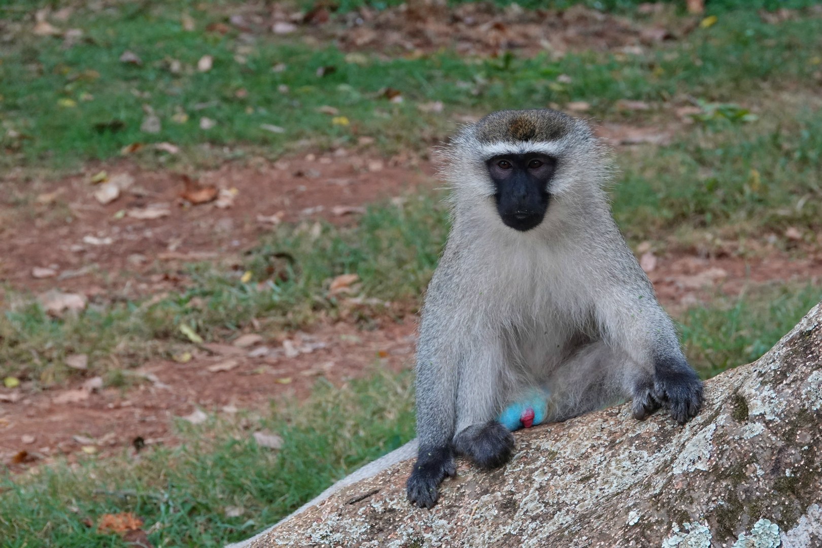 Vervet Monkey, Entebbe Botanical Gardens