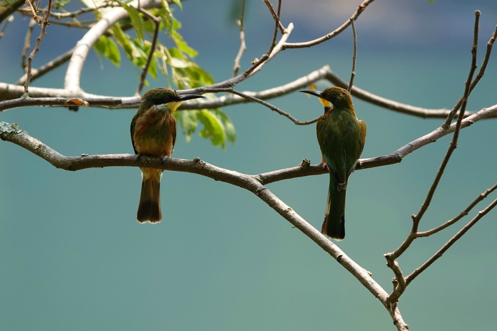 Little Bee-eaters, Lake Nyinambuga