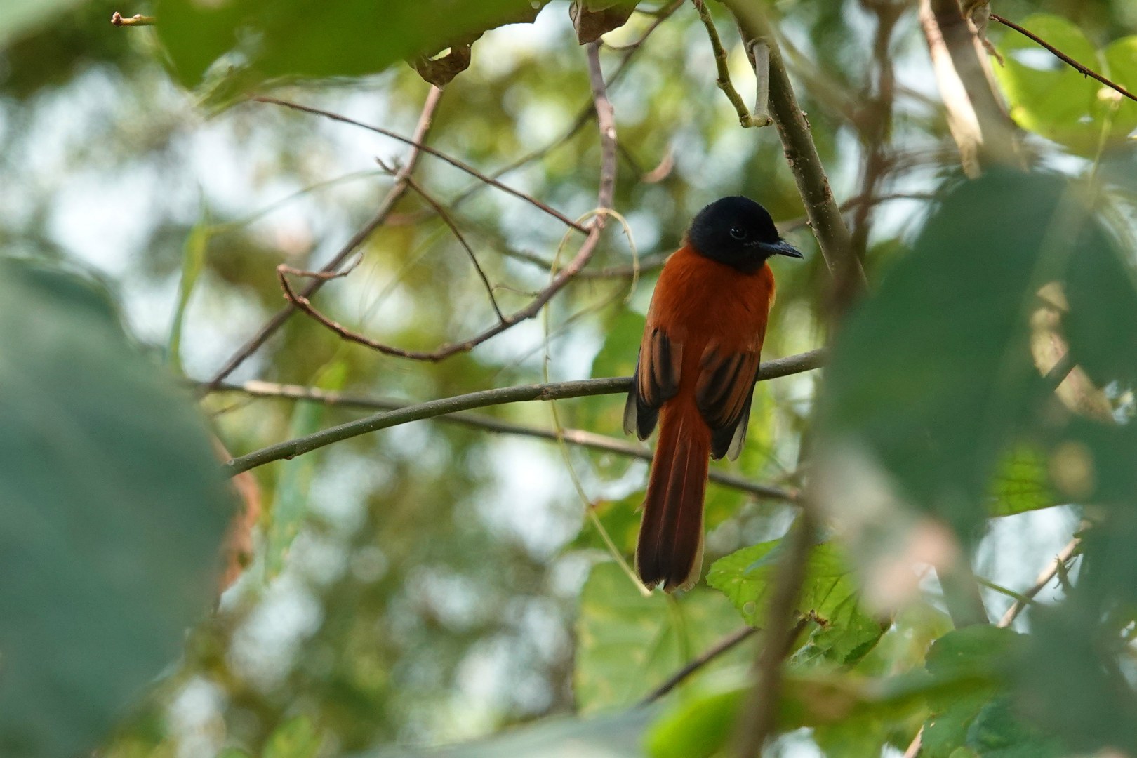 Black-headed Paradise-Flycatcher, Lake Nyinambuga