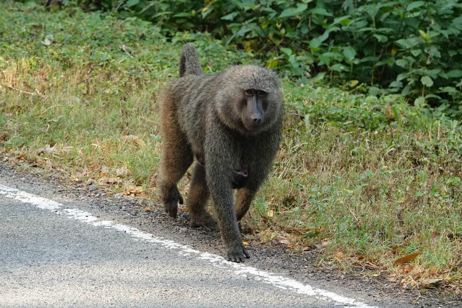 Baboons, Kibale National Park