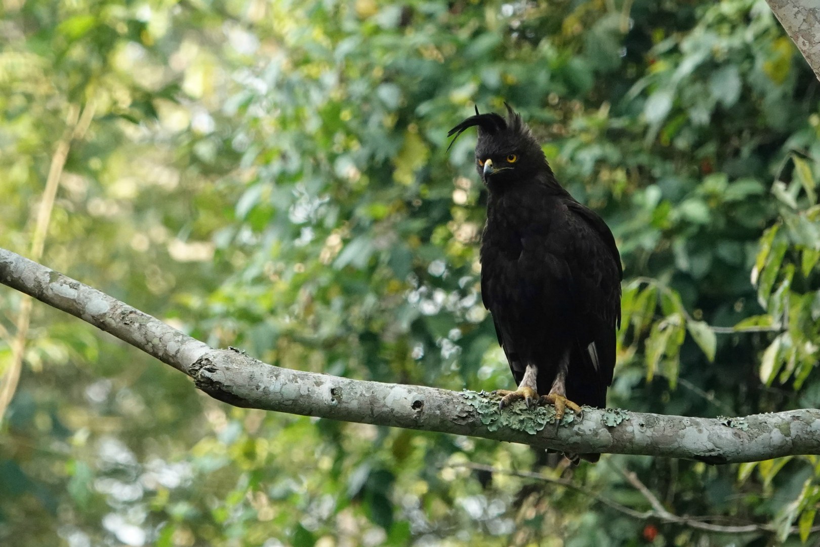 Long-crested Eagle, Kibale National Park