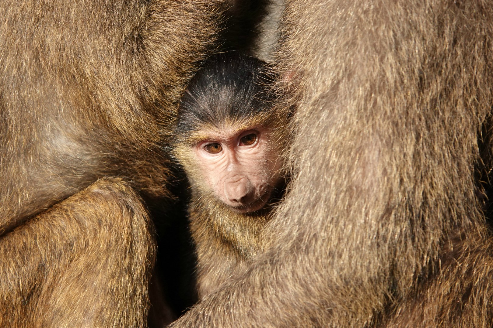 Young Baboon, Kibale National Park