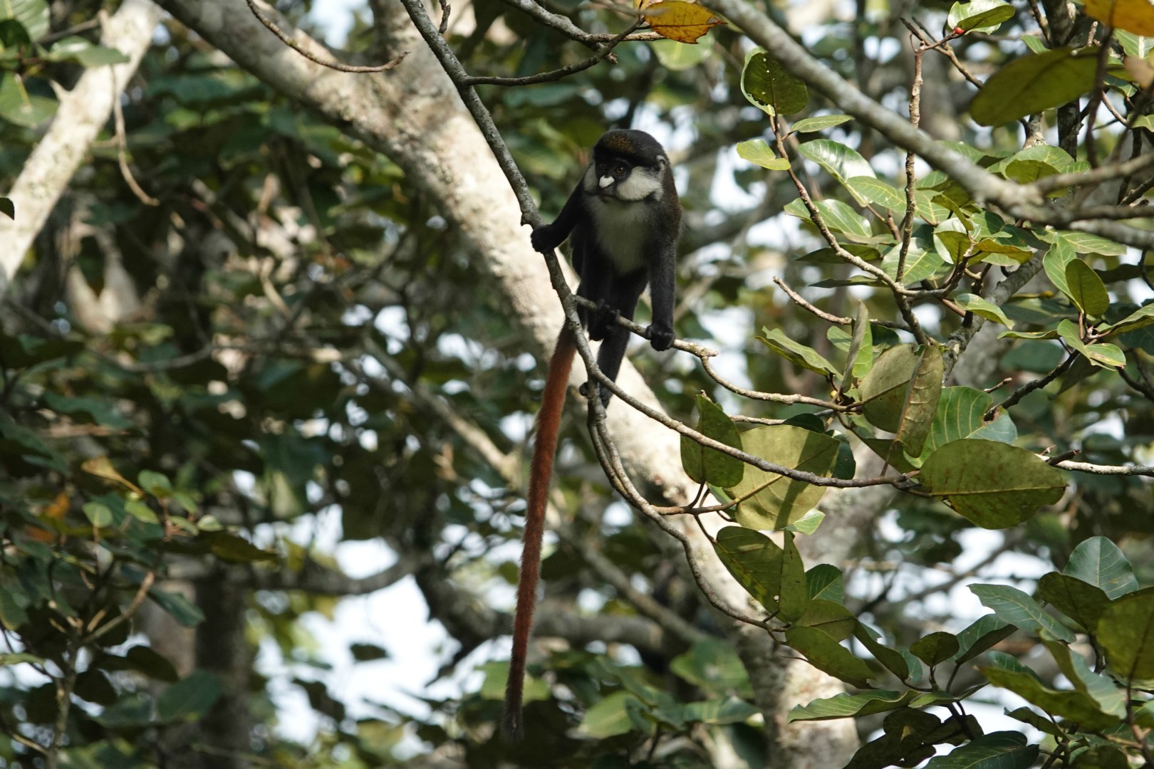 Red-tailed Monkey, Kibale National Park