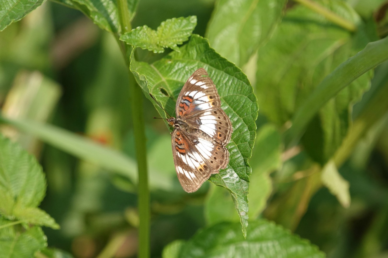 Butterfly, Kibale National Park