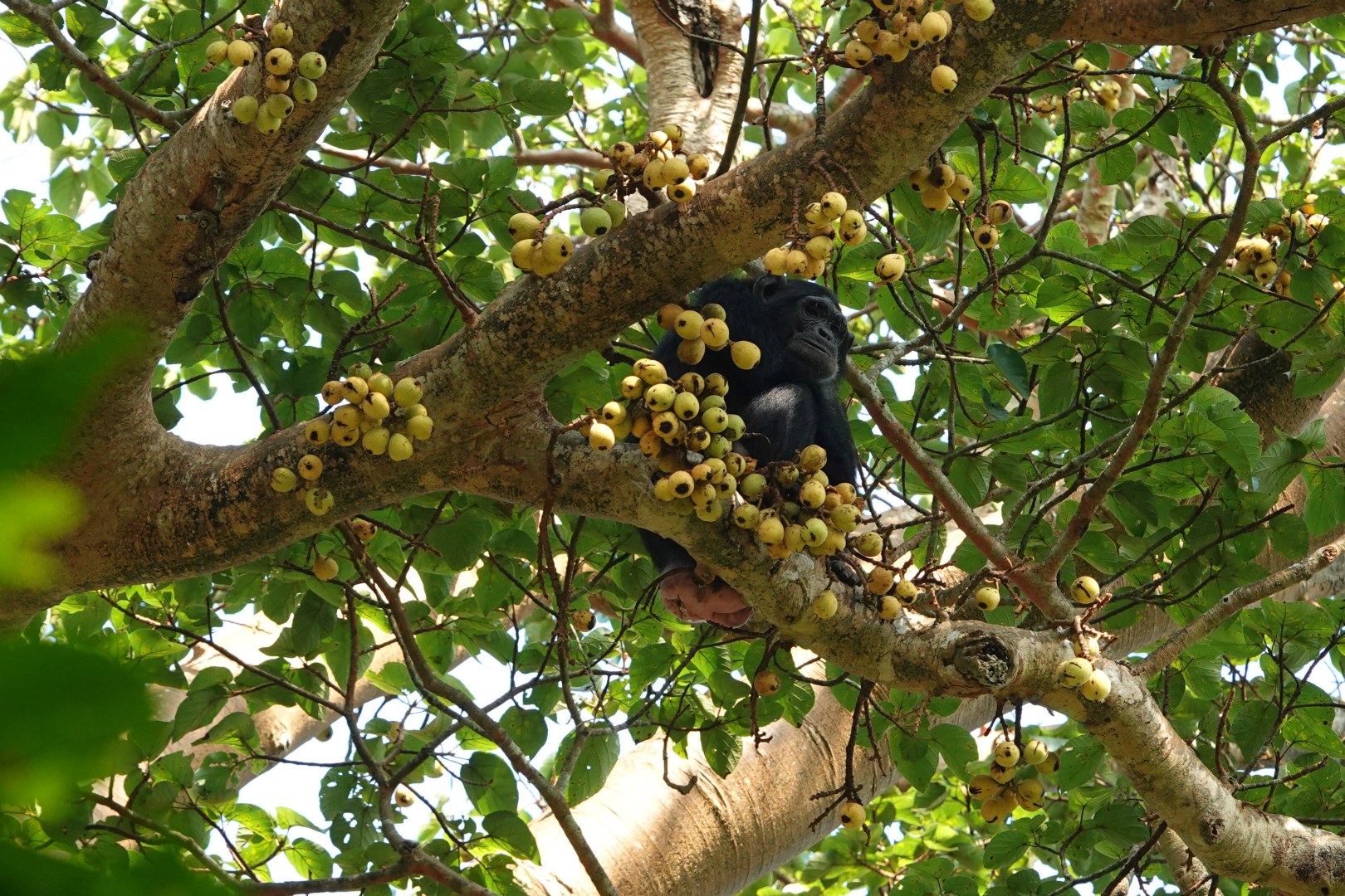 Chimpanzee, Kibale National Park
