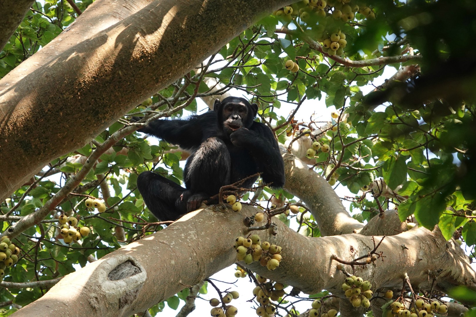 Chimpanzee, Kibale National Park