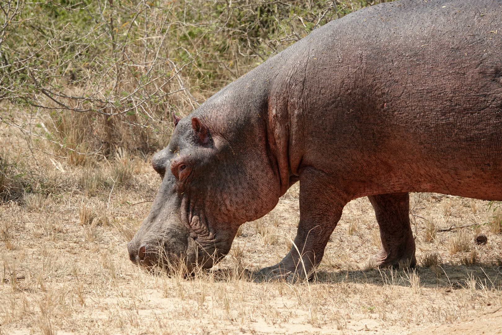 Hippopotamus, Queen Elizabeth National Park