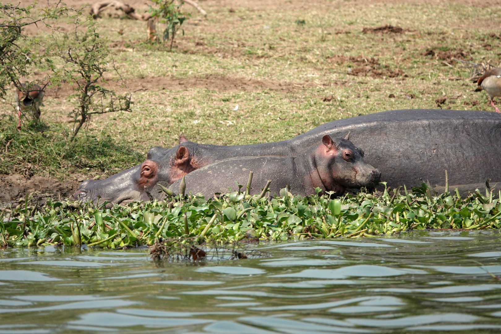 Hippopotamuses, Kasinga Channel, Queen Elizabeth National Park
