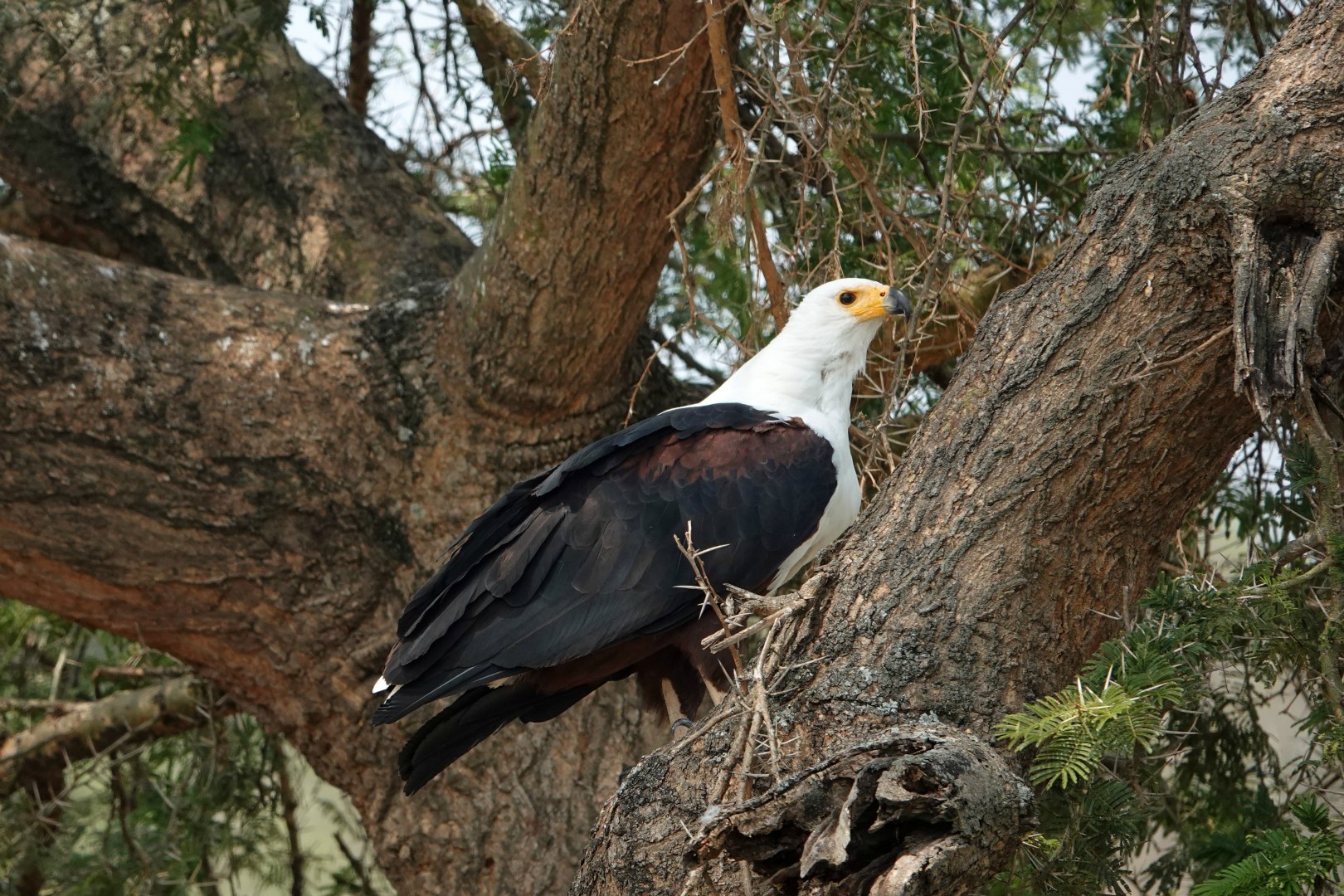 African Fish Eagle, Queen Elizabeth National Park