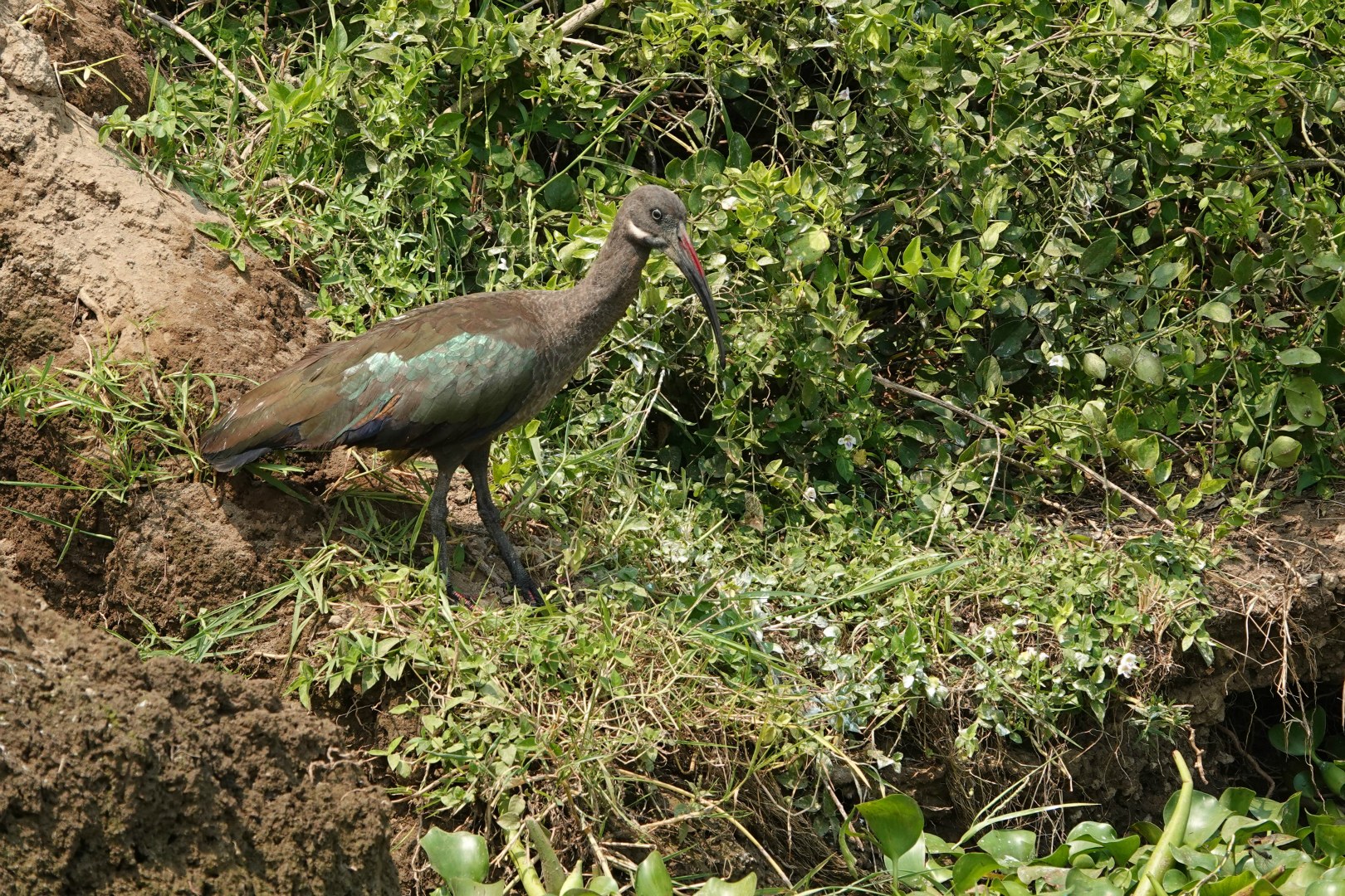 Hadada Ibis, Queen Elizabeth National Park