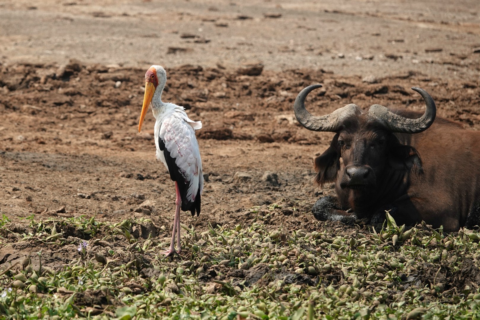 Yellow-billed Stork and Buffalo, Queen Elizabeth National Park