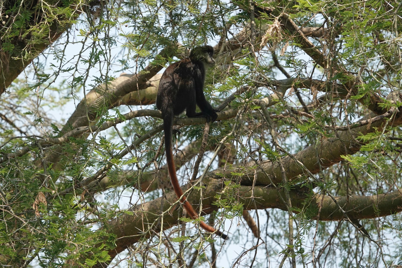 Red-tailed Monkey, Queen Elizabeth National Park