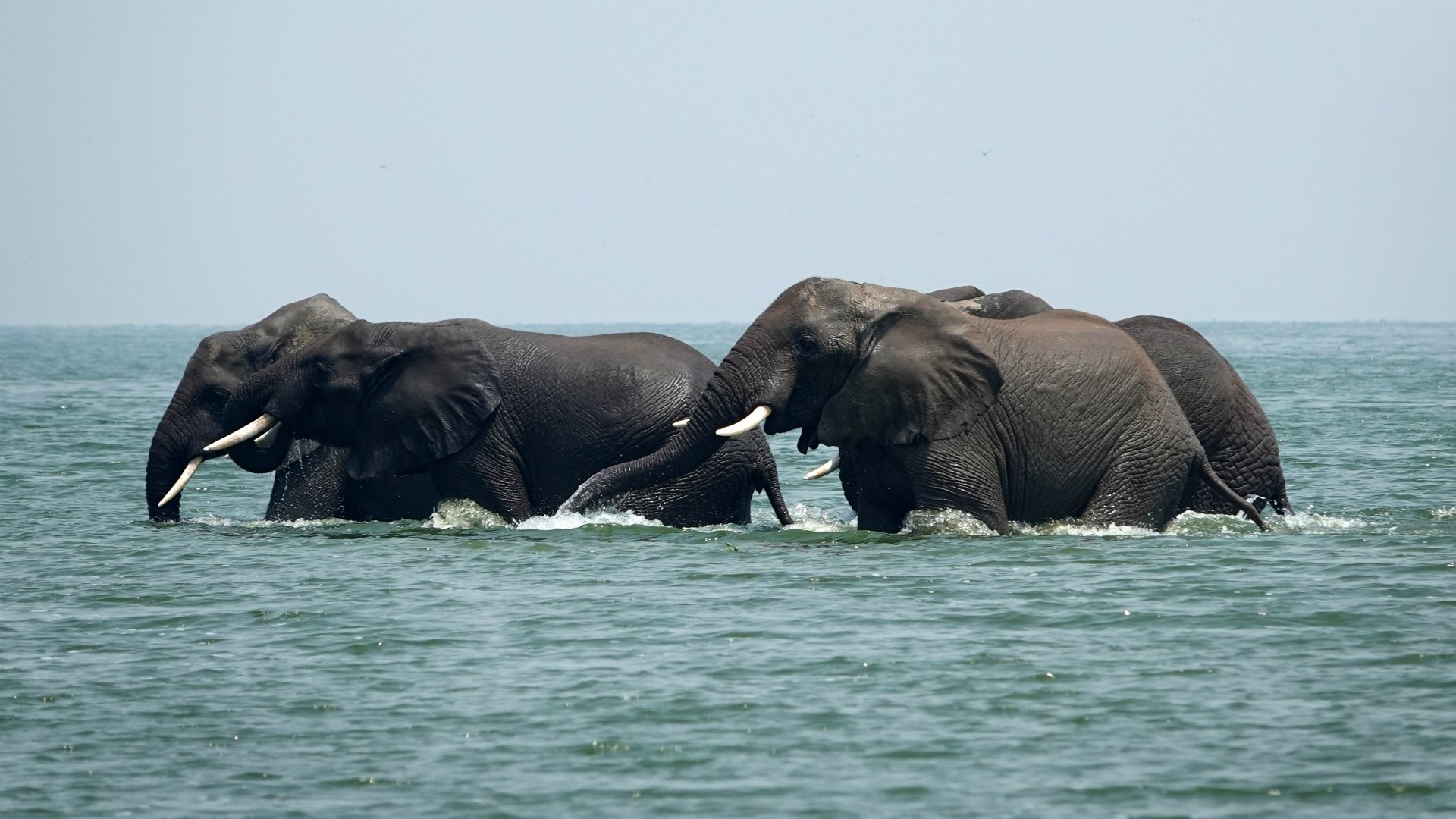 Elephants in Kazinga Channel, Queen Elizabeth National Park