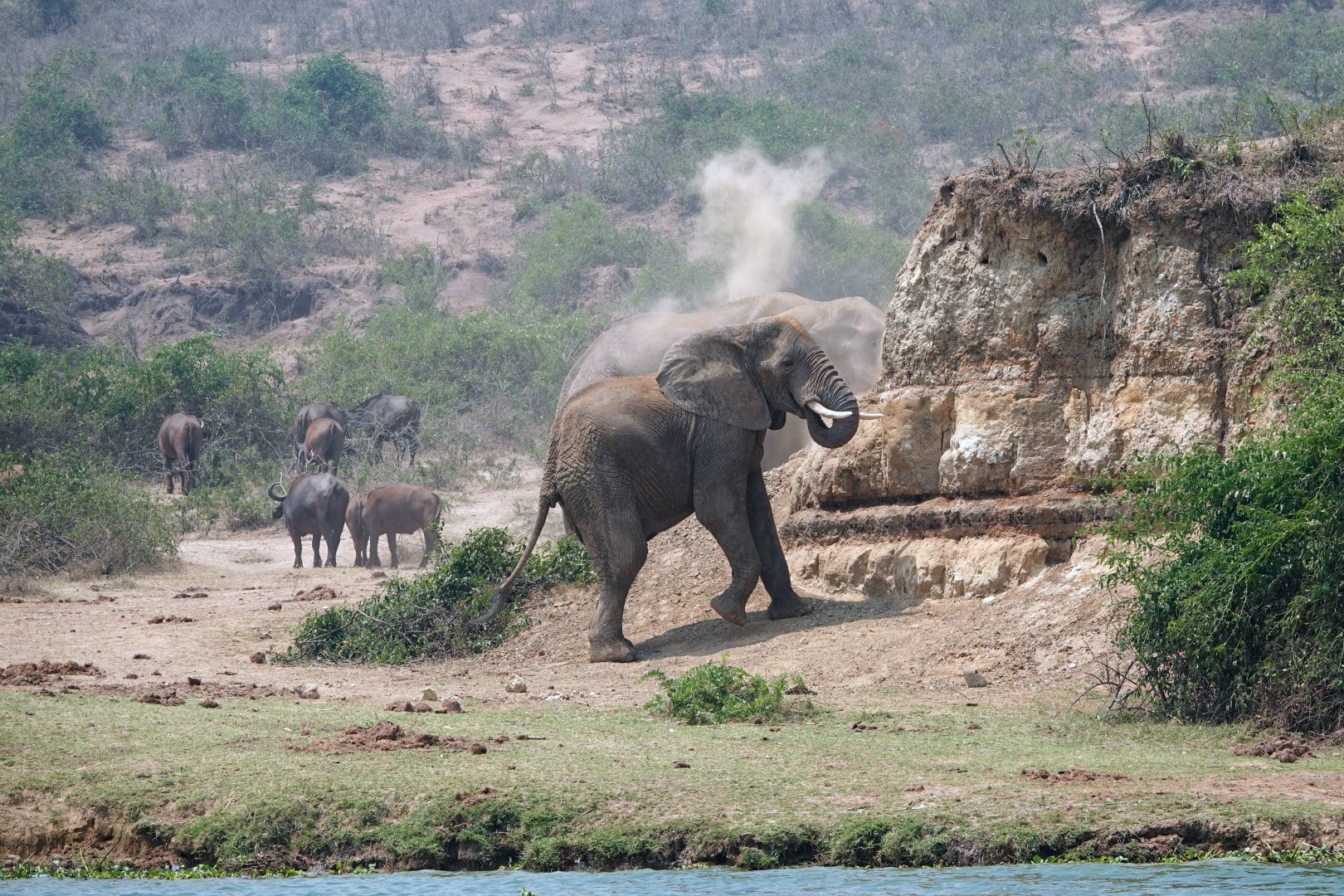 Elephant, Queen Elizabeth National Park