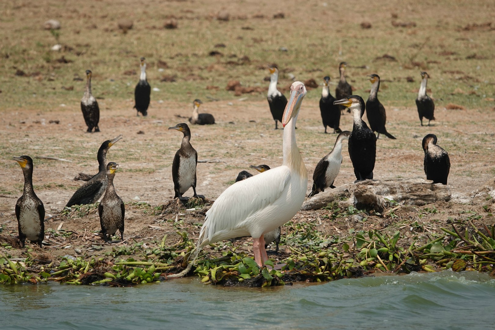 Great White Pelican with White-breasted Cormorants, Queen Elizabeth National Park