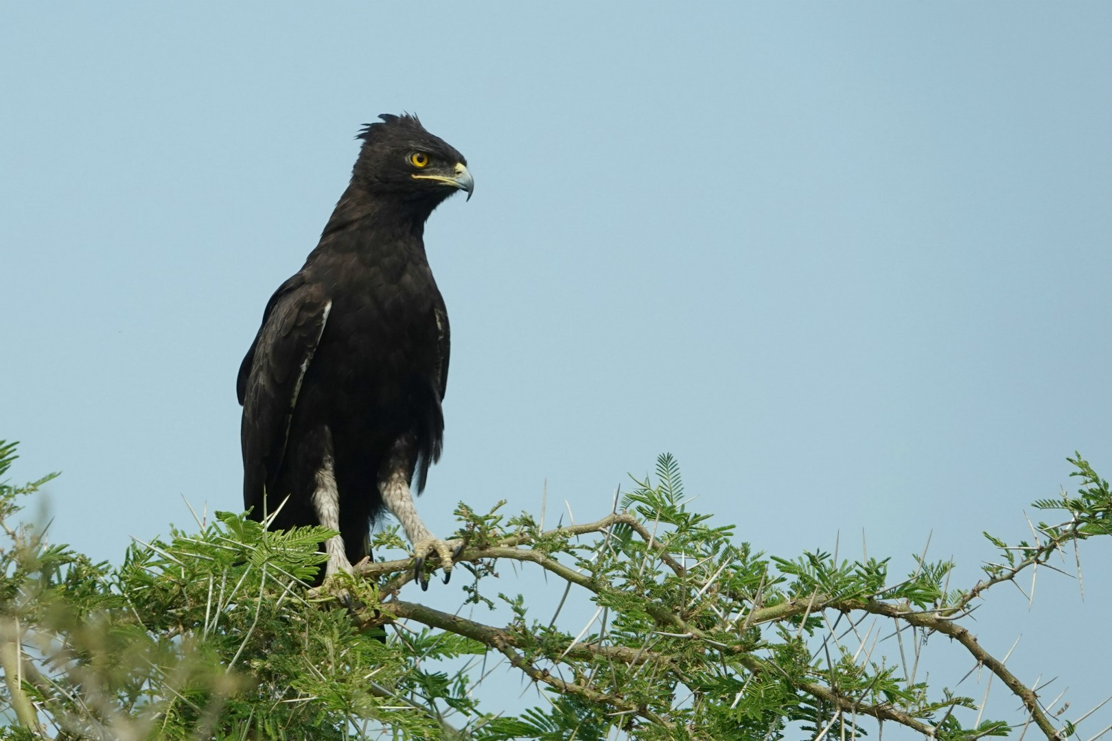 Long-crested Eagle, Queen Elizabeth National Park