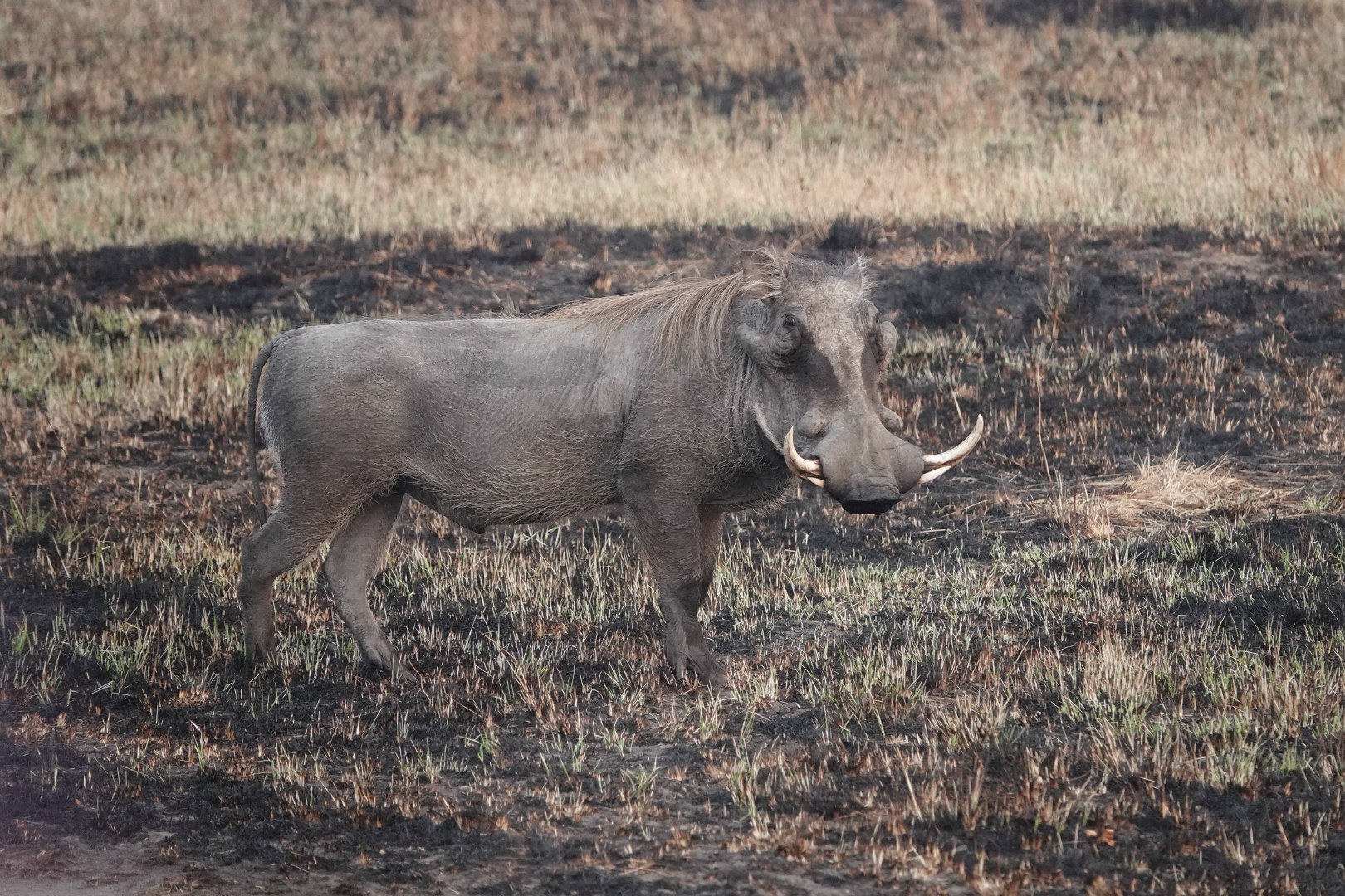 Warthog, Queen Elizabeth National Park