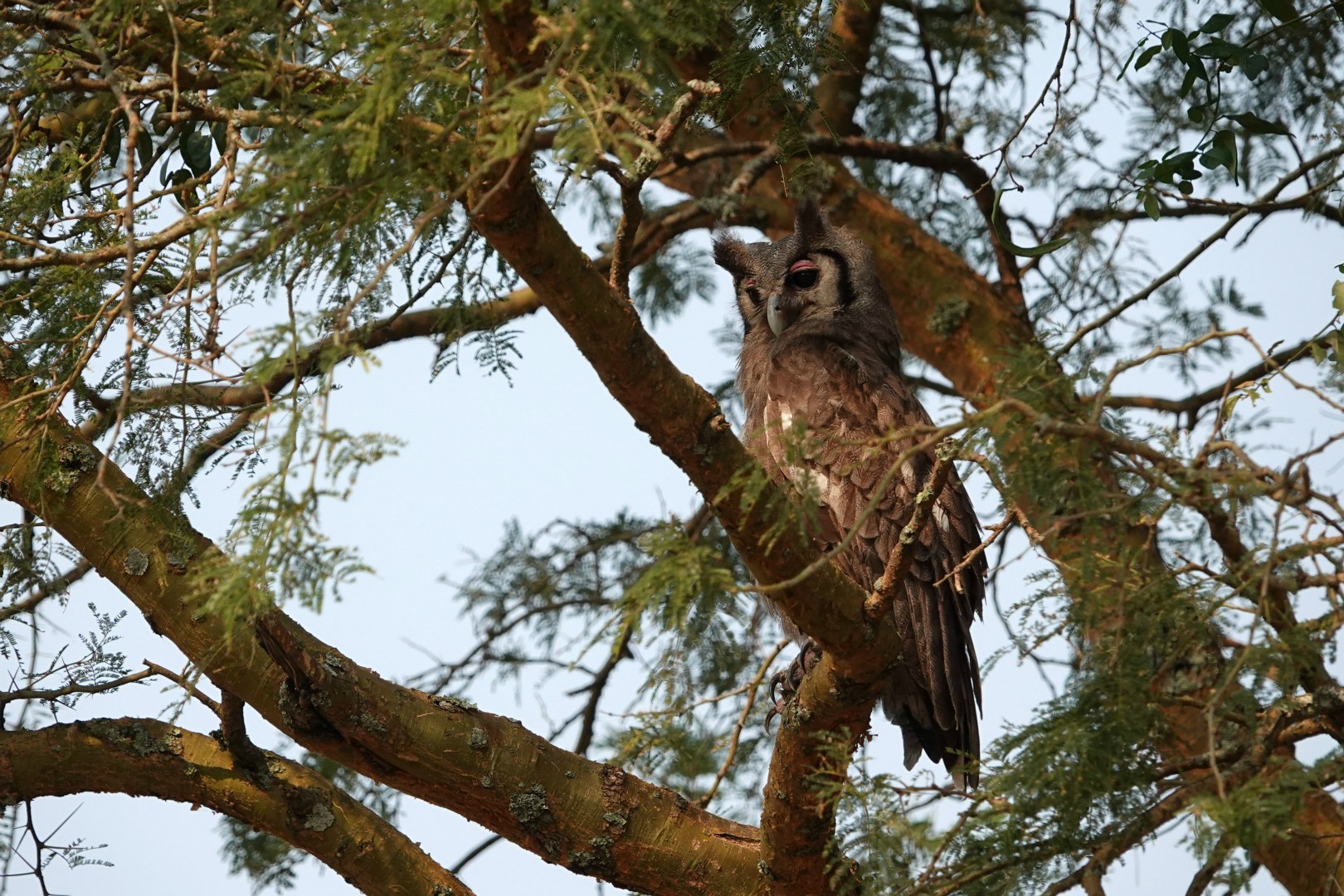 Verreaux's Eagle-Owl, Queen Elizabeth National Park