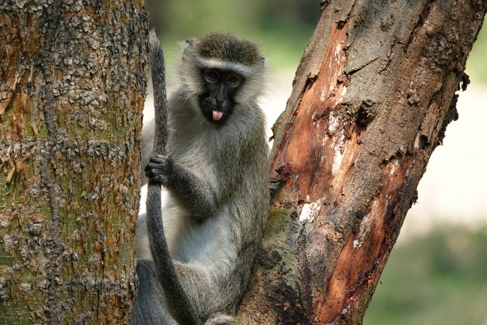 Vervet Monkey, Queen Elizabeth National Park