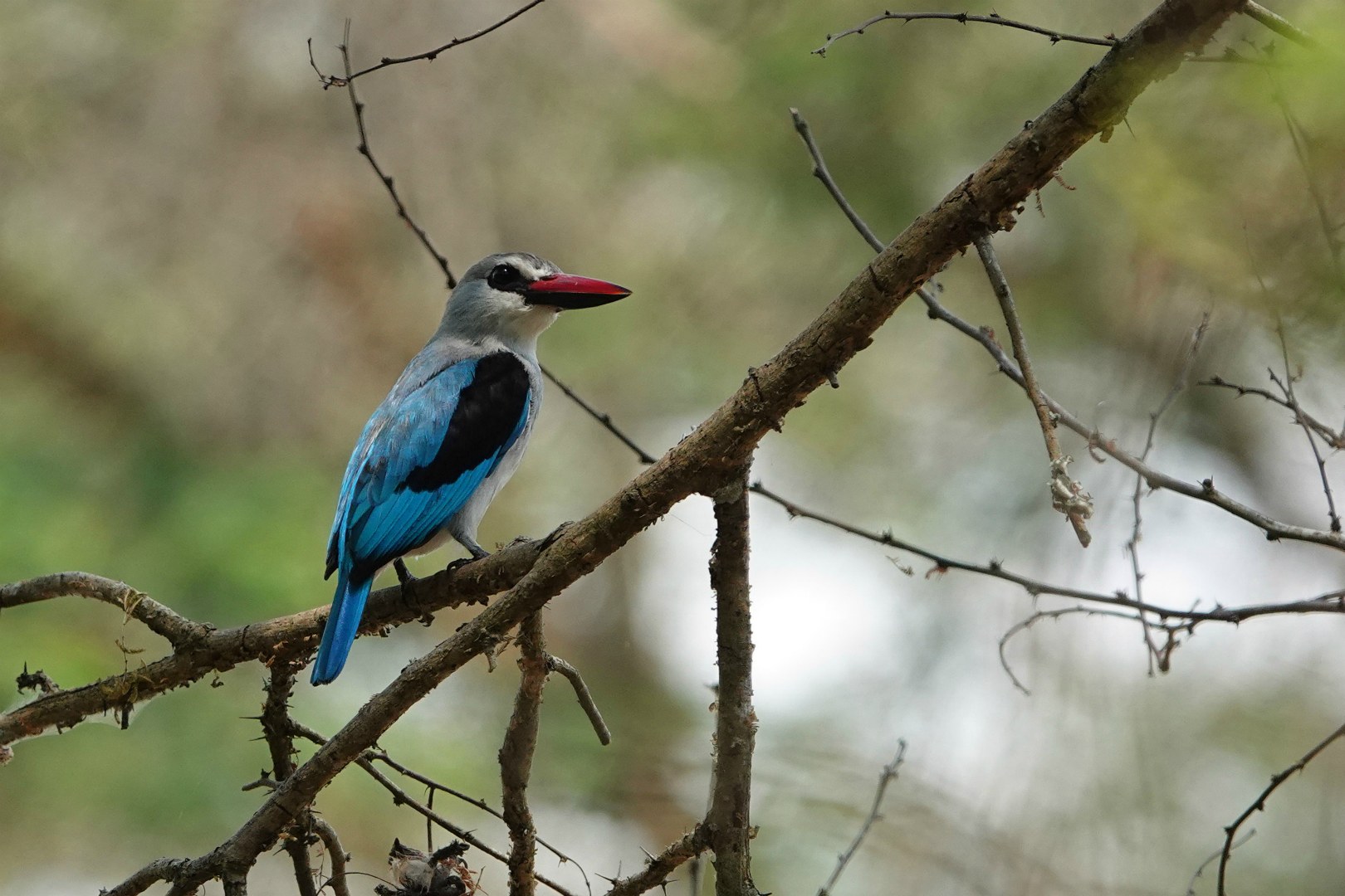 Woodland Kingfisher, Queen Elizabeth National Park
