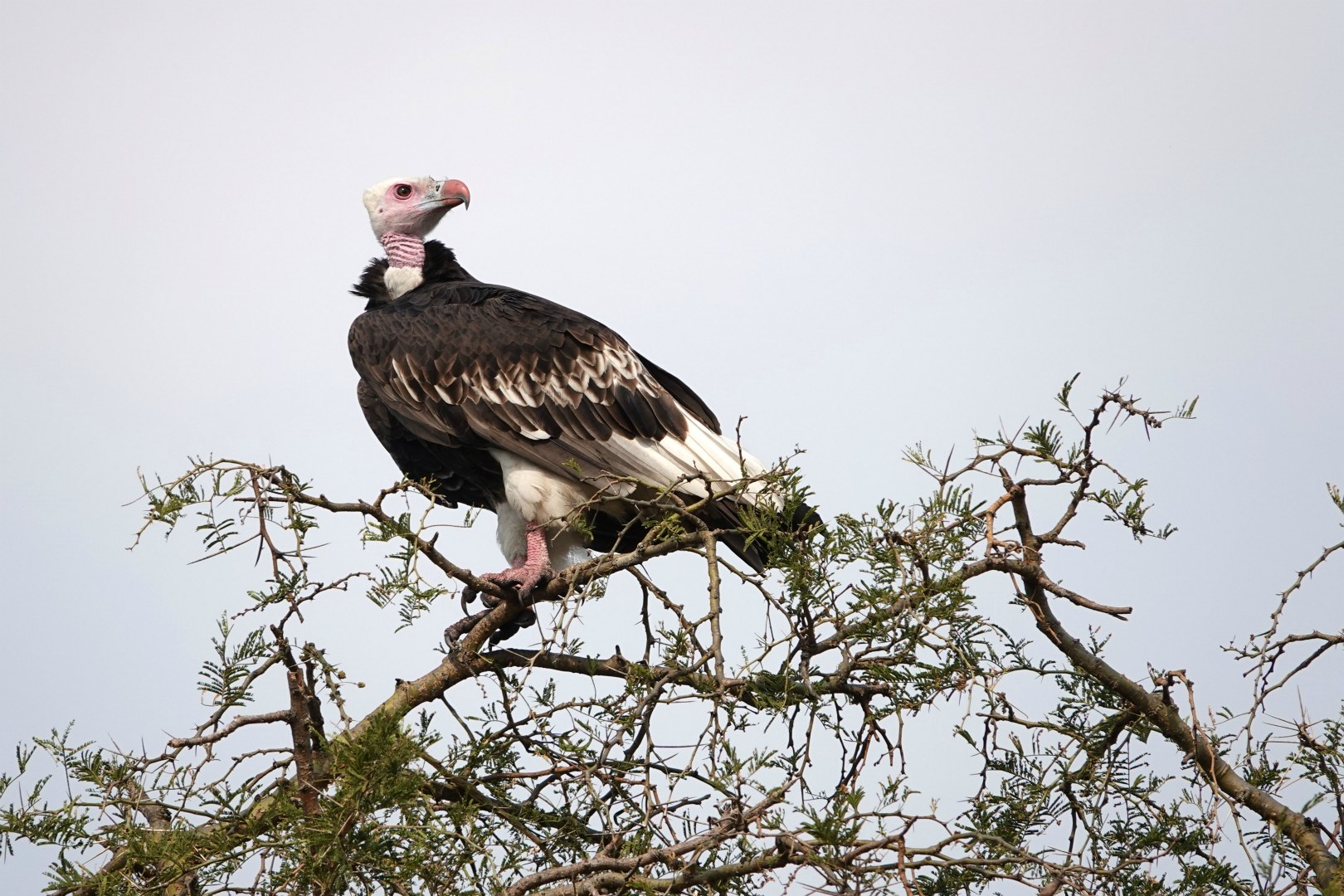 White-headed Vulture, Queen Elizabeth National Park