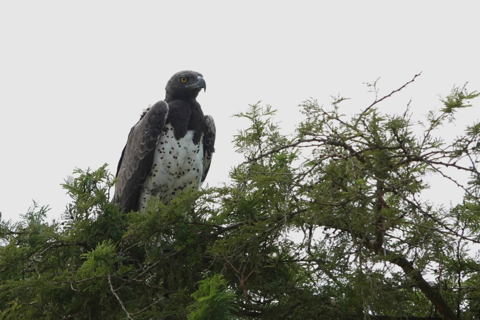 Martial Eagle, Queen Elizabeth National Park
