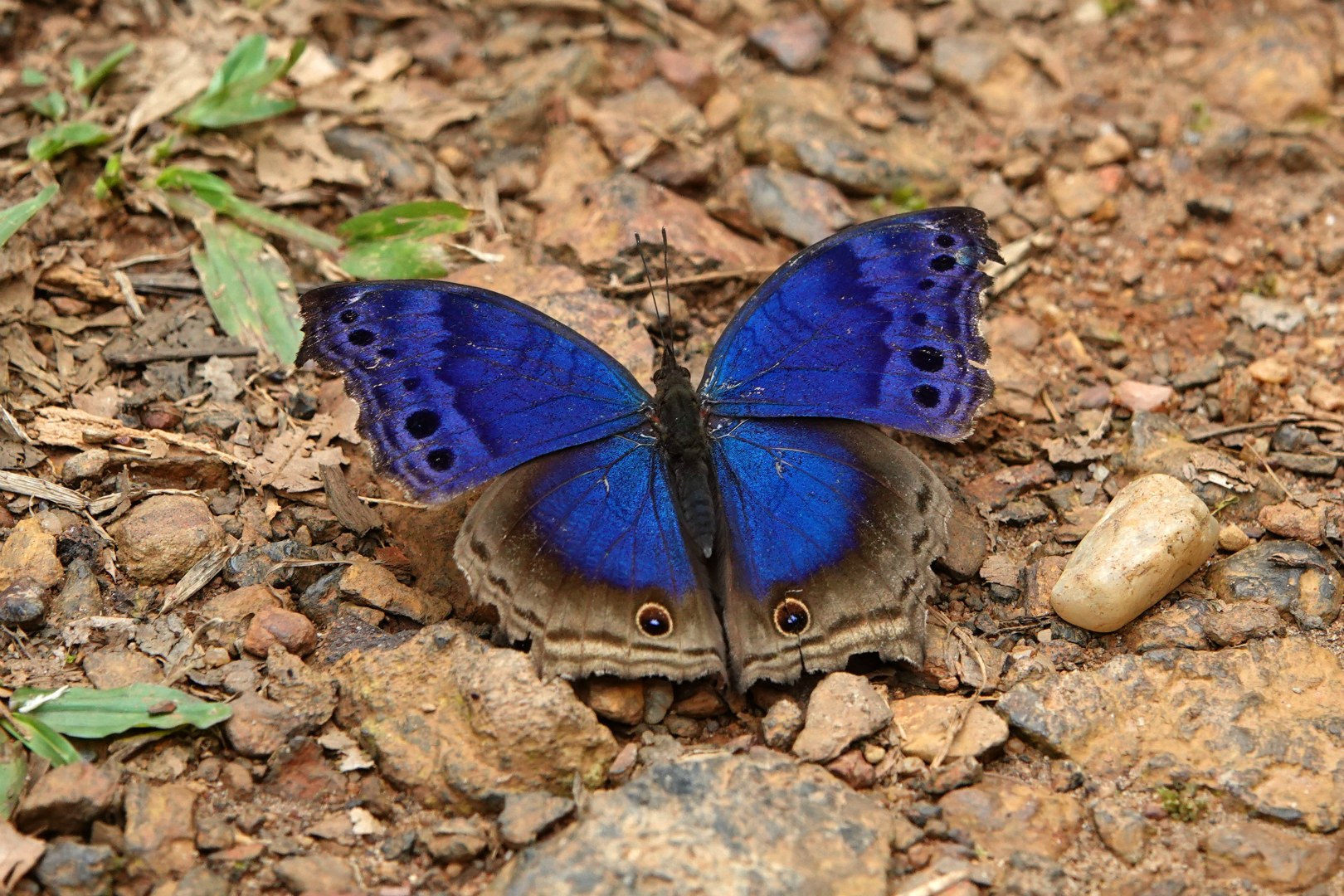Blue Mother-of-Pearl Butterfly, Bwindi Impenetrable National Park