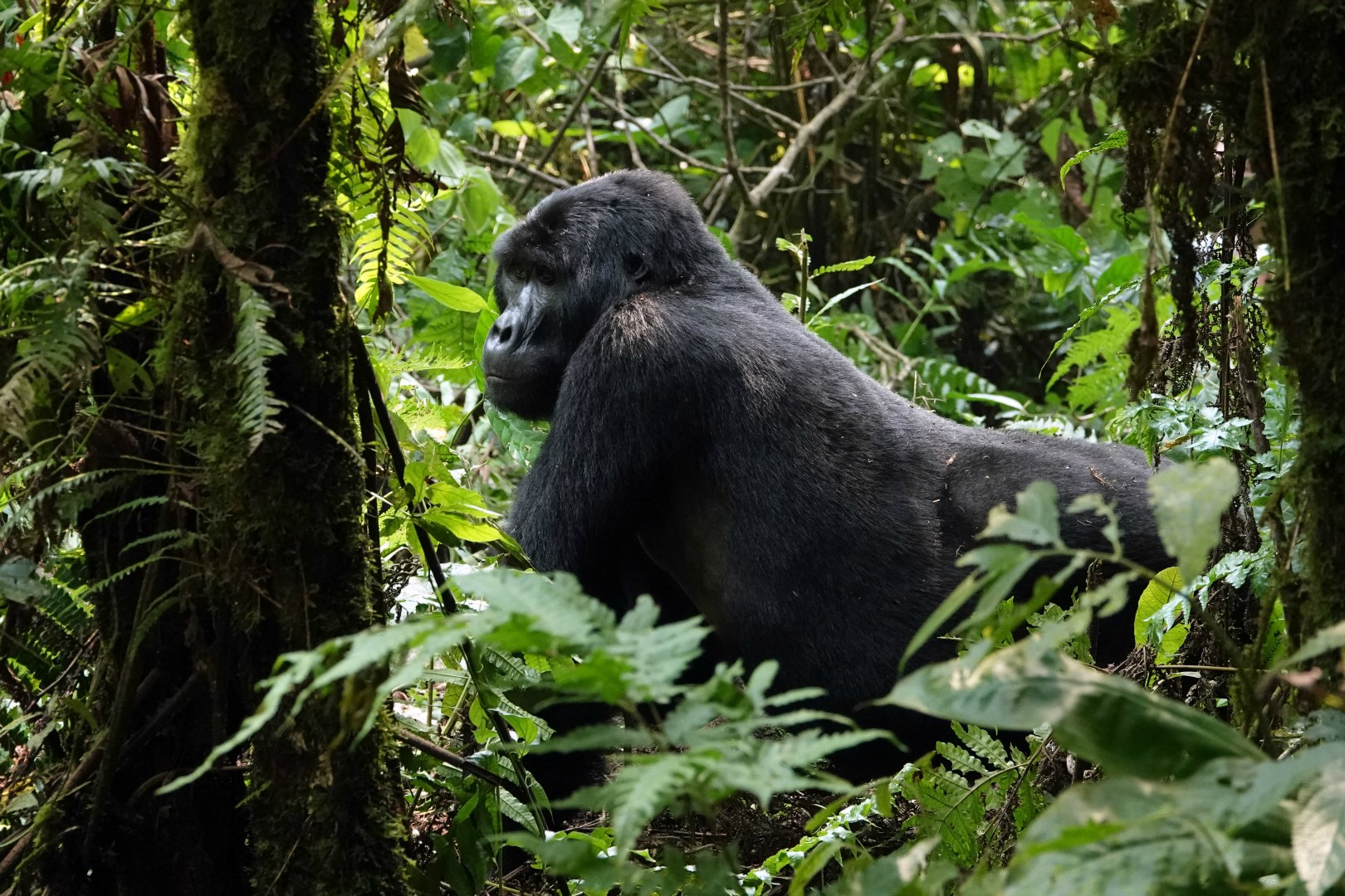Mountain Gorilla, Bwindi Impenetrable National Park