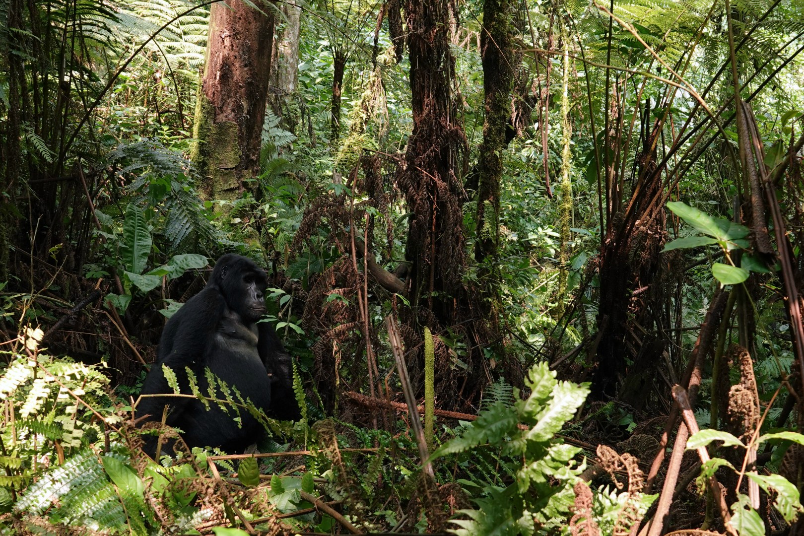 Mountain Gorilla, Bwindi Impenetrable National Park