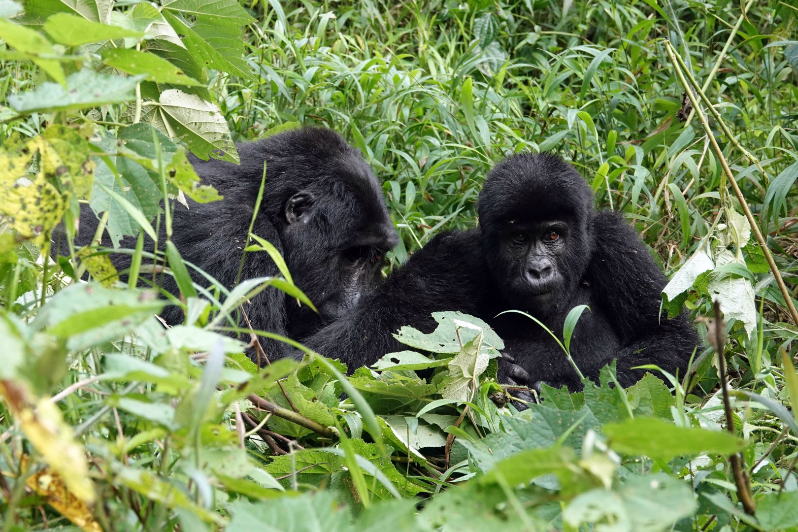 Mountain Gorillas, Bwindi Impenetrable National Park