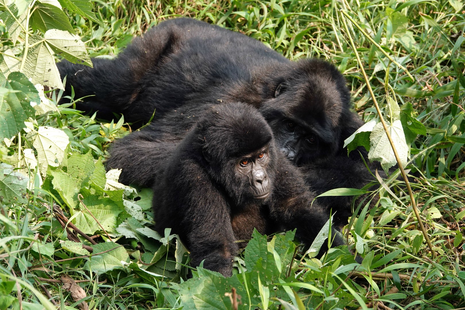 Mountain Gorillas, Bwindi Impenetrable National Park
