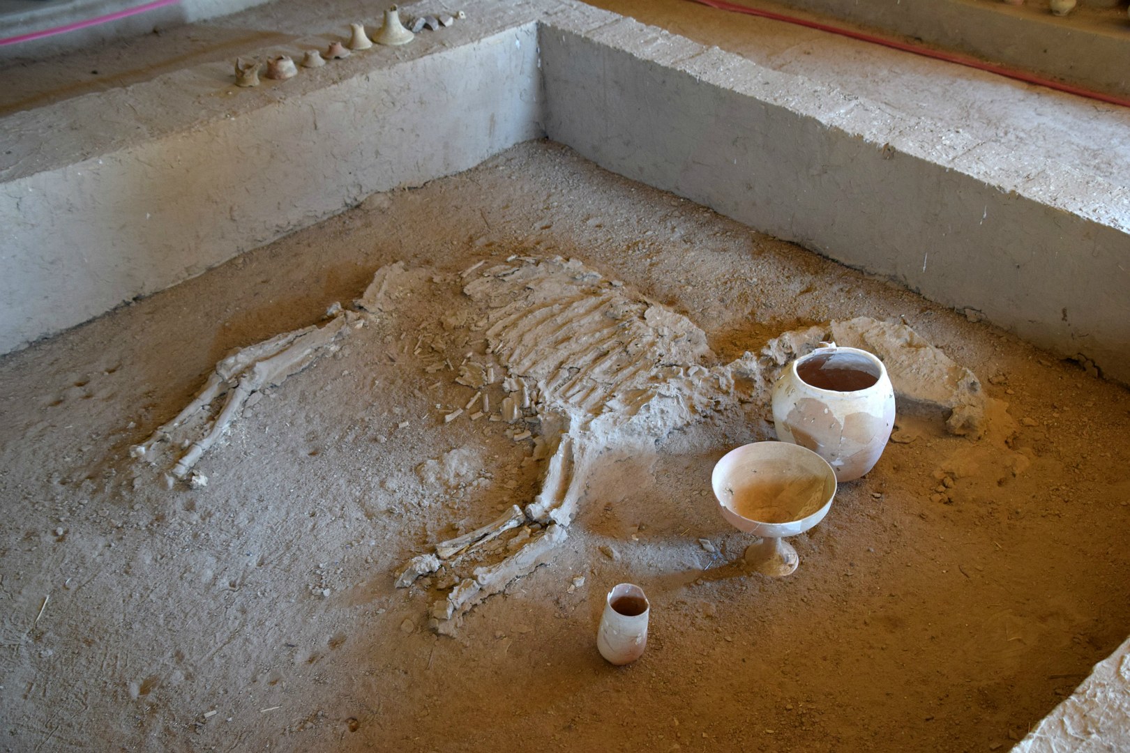 Remains of sacrificed foal, Gonur Depe