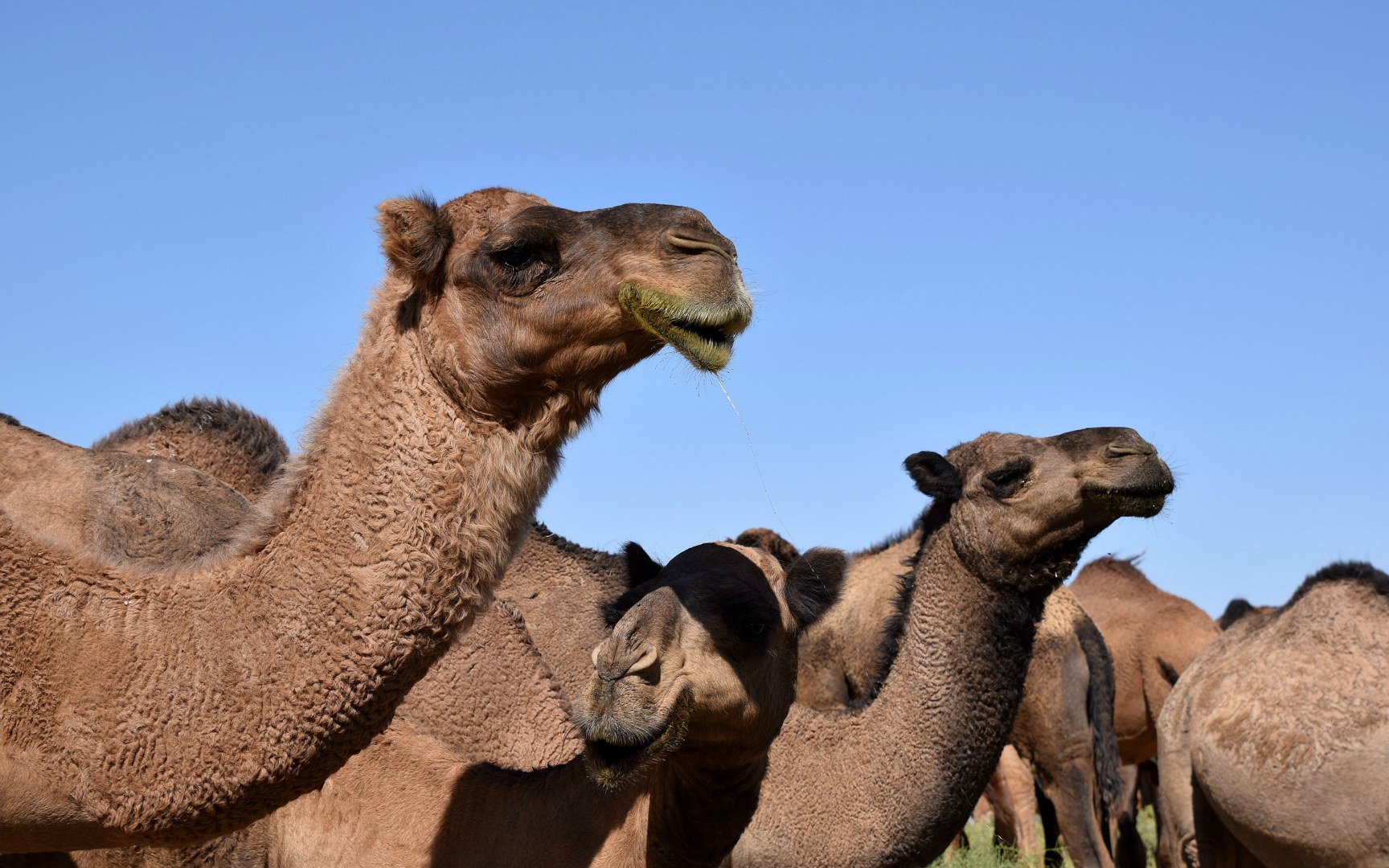 Camels, Mary